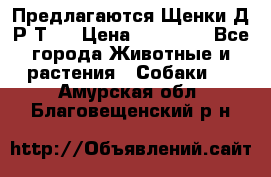 Предлагаются Щенки Д.Р.Т.  › Цена ­ 15 000 - Все города Животные и растения » Собаки   . Амурская обл.,Благовещенский р-н